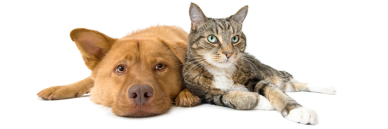 Kutya és macska biztosítás